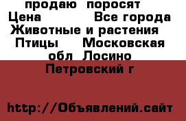 продаю  поросят  › Цена ­ 1 000 - Все города Животные и растения » Птицы   . Московская обл.,Лосино-Петровский г.